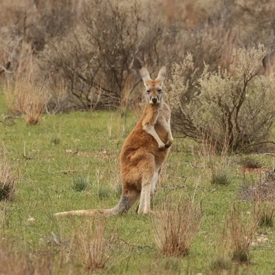 red kangaroo - De Zonnegloed - Animal park - Animal refuge centre 